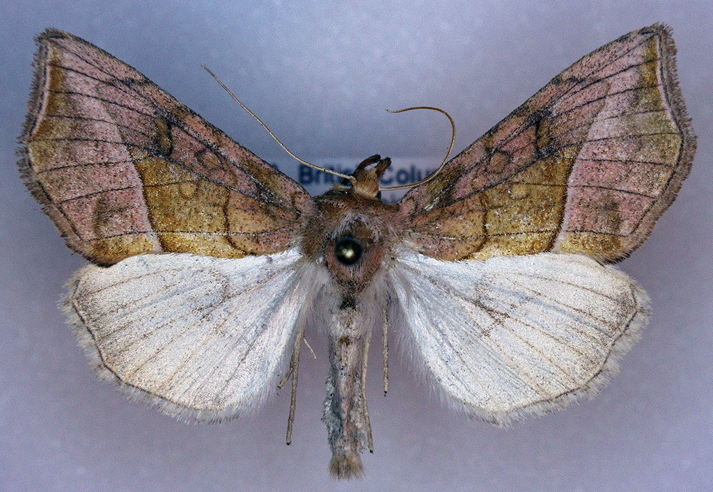 Pseudeva palligera, California species
