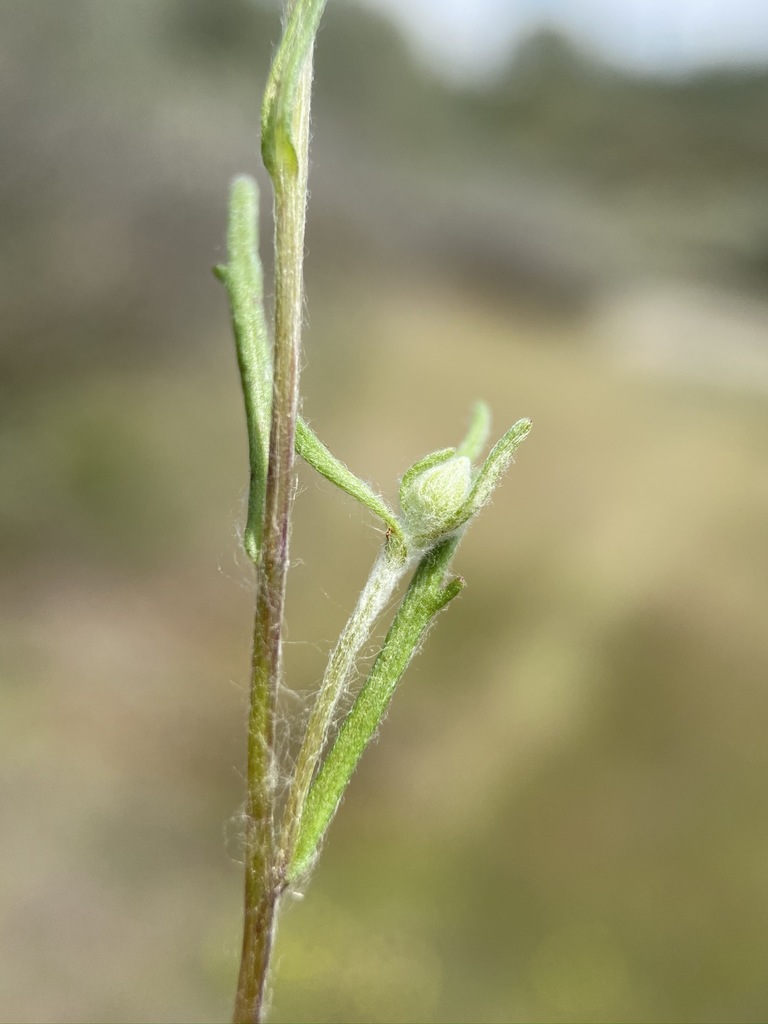 Pseudobahia bahiifolia (Hartweg's golden sunburst), native California herb