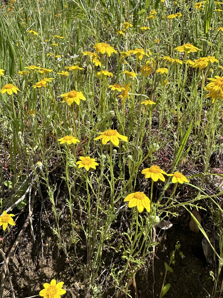Pseudobahia heermannii (Foothill sunburst), native California herb