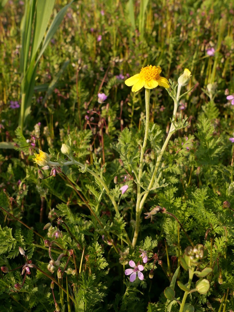 Pseudobahia peirsonii (San joaquin adobe sunburst), native California herb