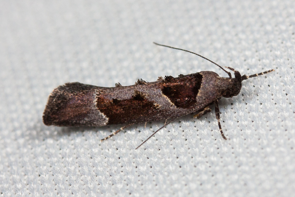 Pseudochelaria scabrella, California species