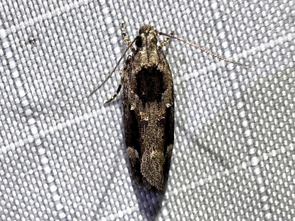 Pseudochelaria walsinghami, California species