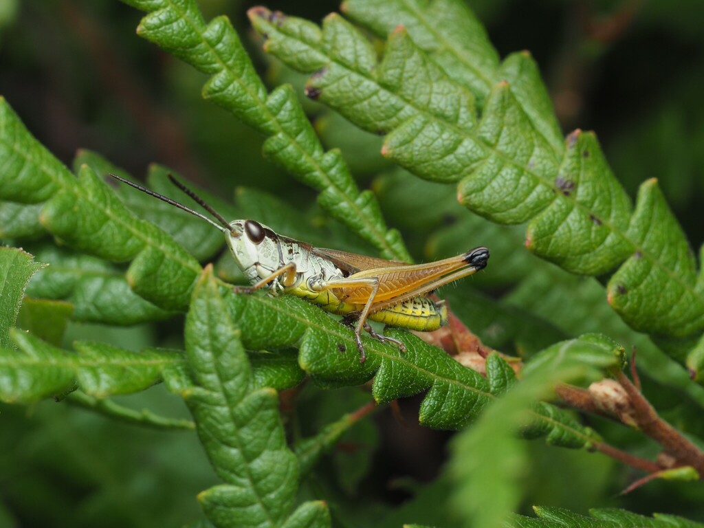 Pseudochorthippus curtipennis (Marsh meadow grasshopper), California species