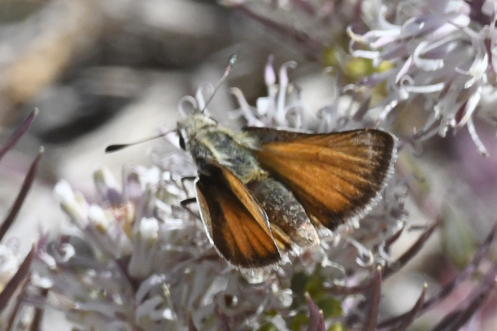 Pseudocopaeodes eunus eunus (Alkali Skipper), California species