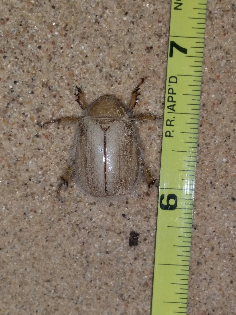 Pseudocotalpa andrewsi (Andrew's Dune Scarab Beetle), California species