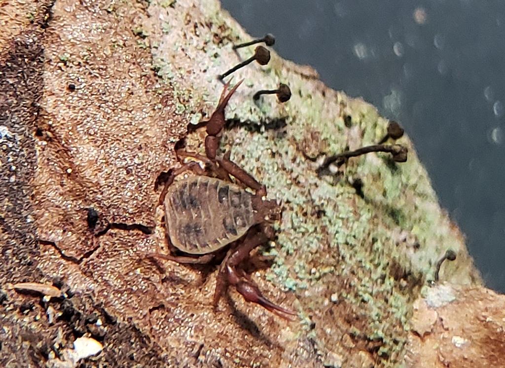 Pseudogarypus orpheus (Music Hall Cave Pseudoscorpion), California species