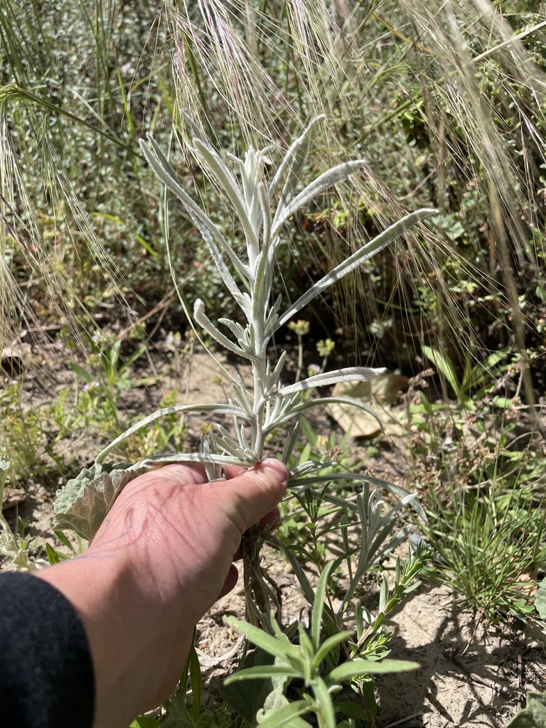 Pseudognaphalium beneolens (Cudweed), native California perennial