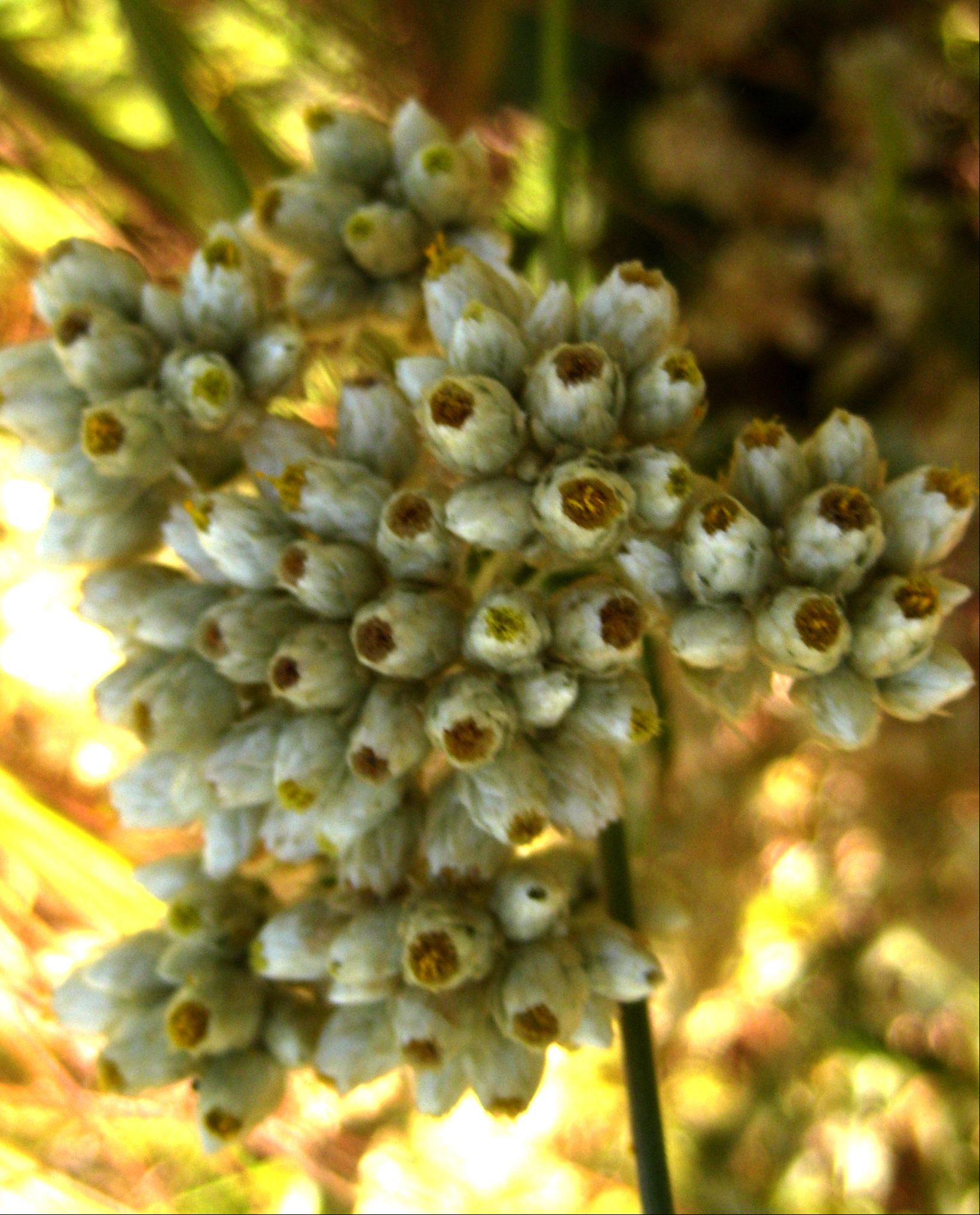 Pseudognaphalium biolettii (Two-color rabbit-tobacco), native California subshrub