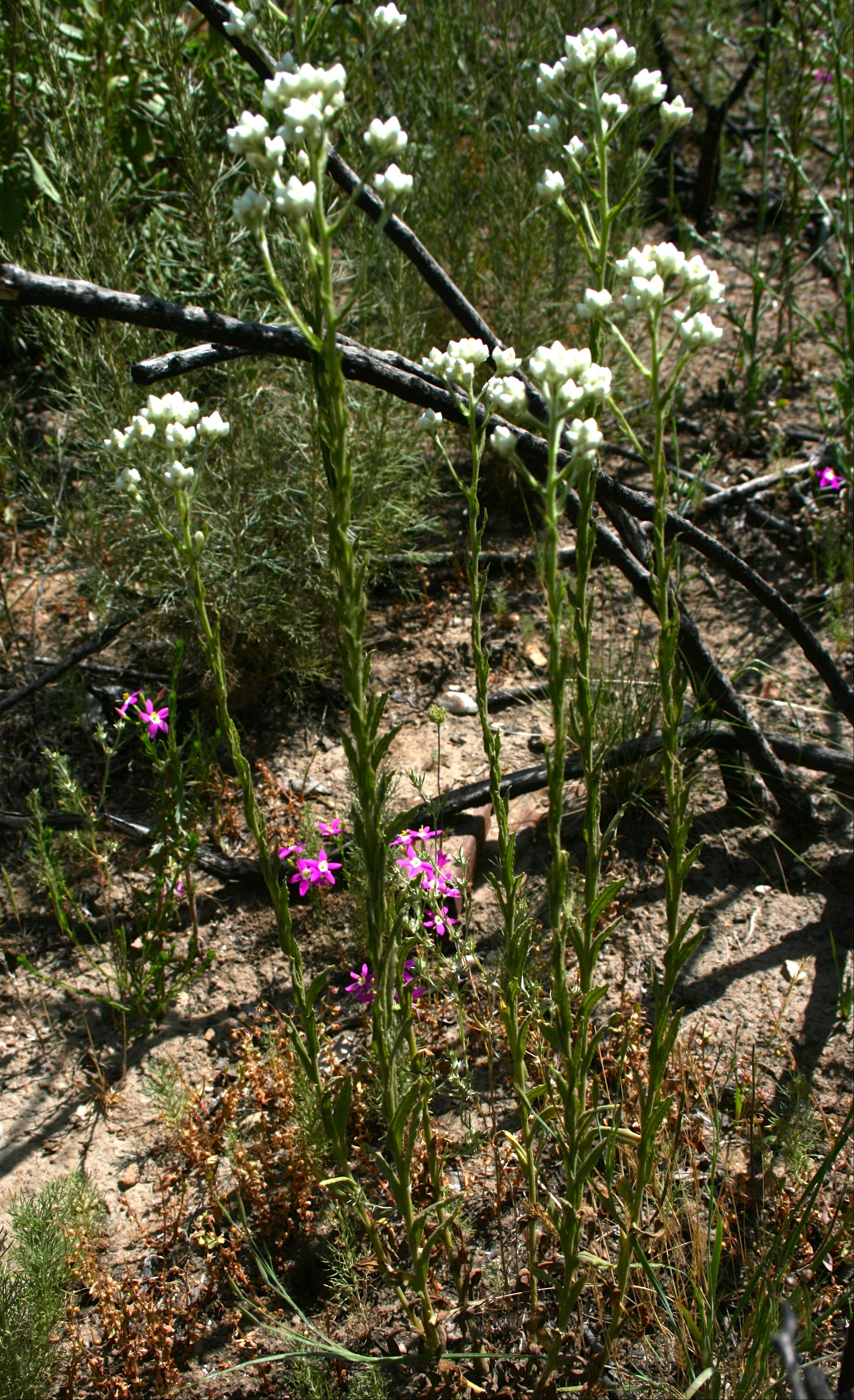 Pseudognaphalium californicum (Ladies' tobacco), native California herb