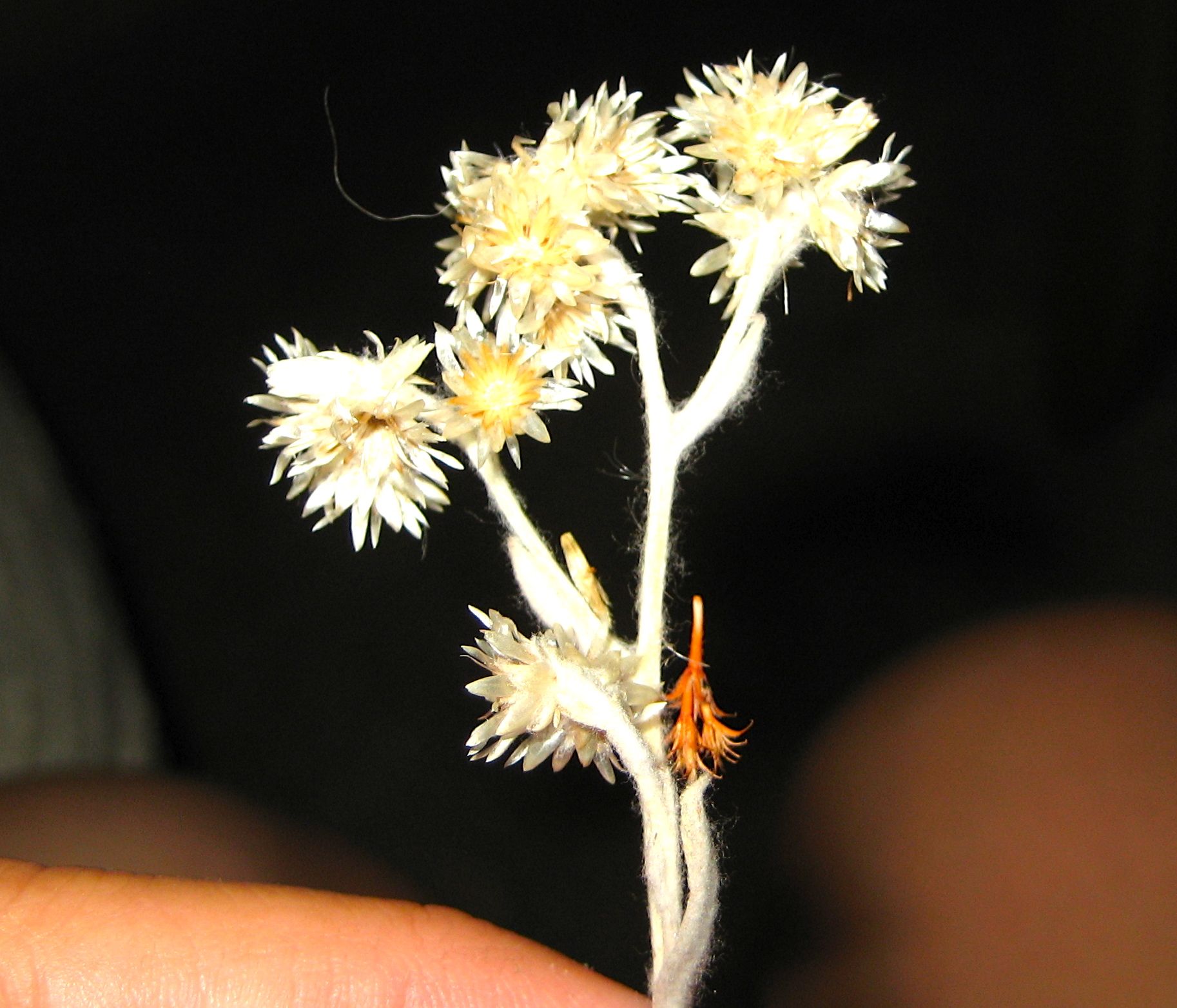 Pseudognaphalium canescens (Wright's cudweed), native California herb