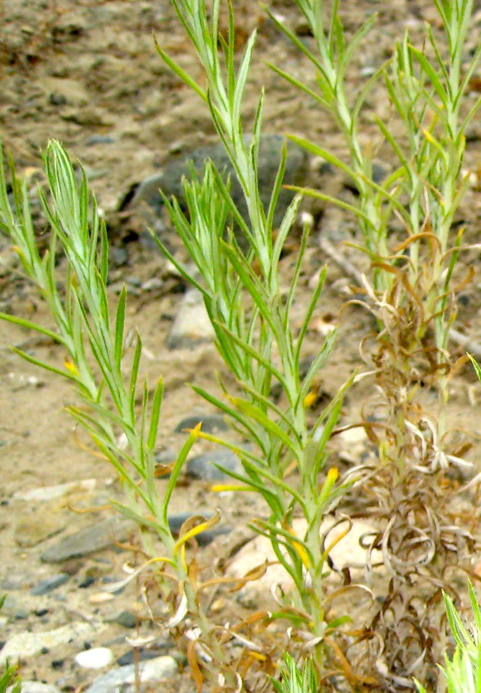 Pseudognaphalium leucocephalum (White rabbit-tobacco), native California herb