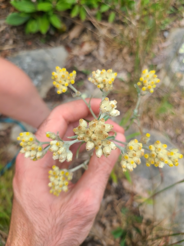 Pseudognaphalium macounii (Macoun's everlasting), native California herb