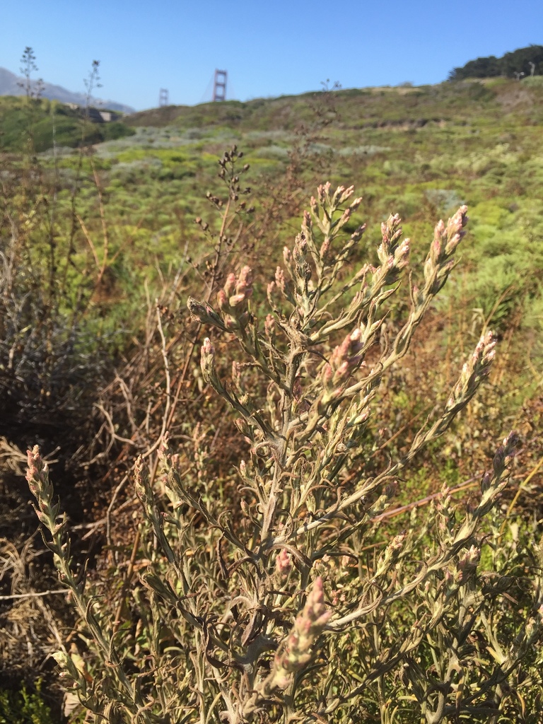 Pseudognaphalium ramosissimum (Pink cudweed), native California herb