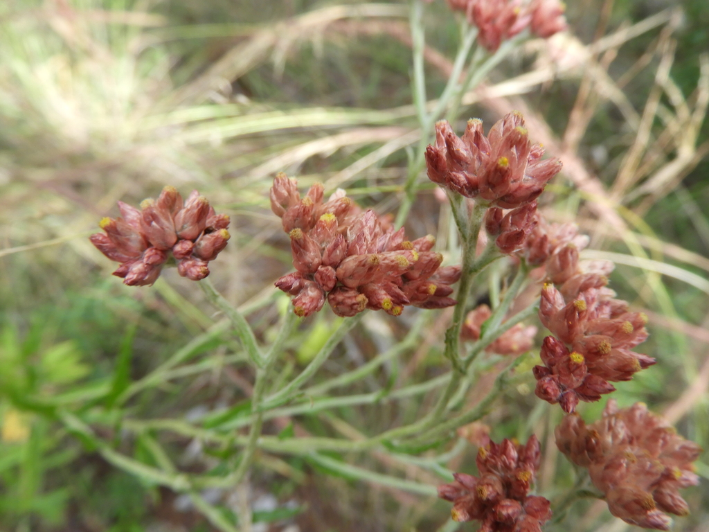 Pseudognaphalium roseum (Rosy cudweed), native California herb