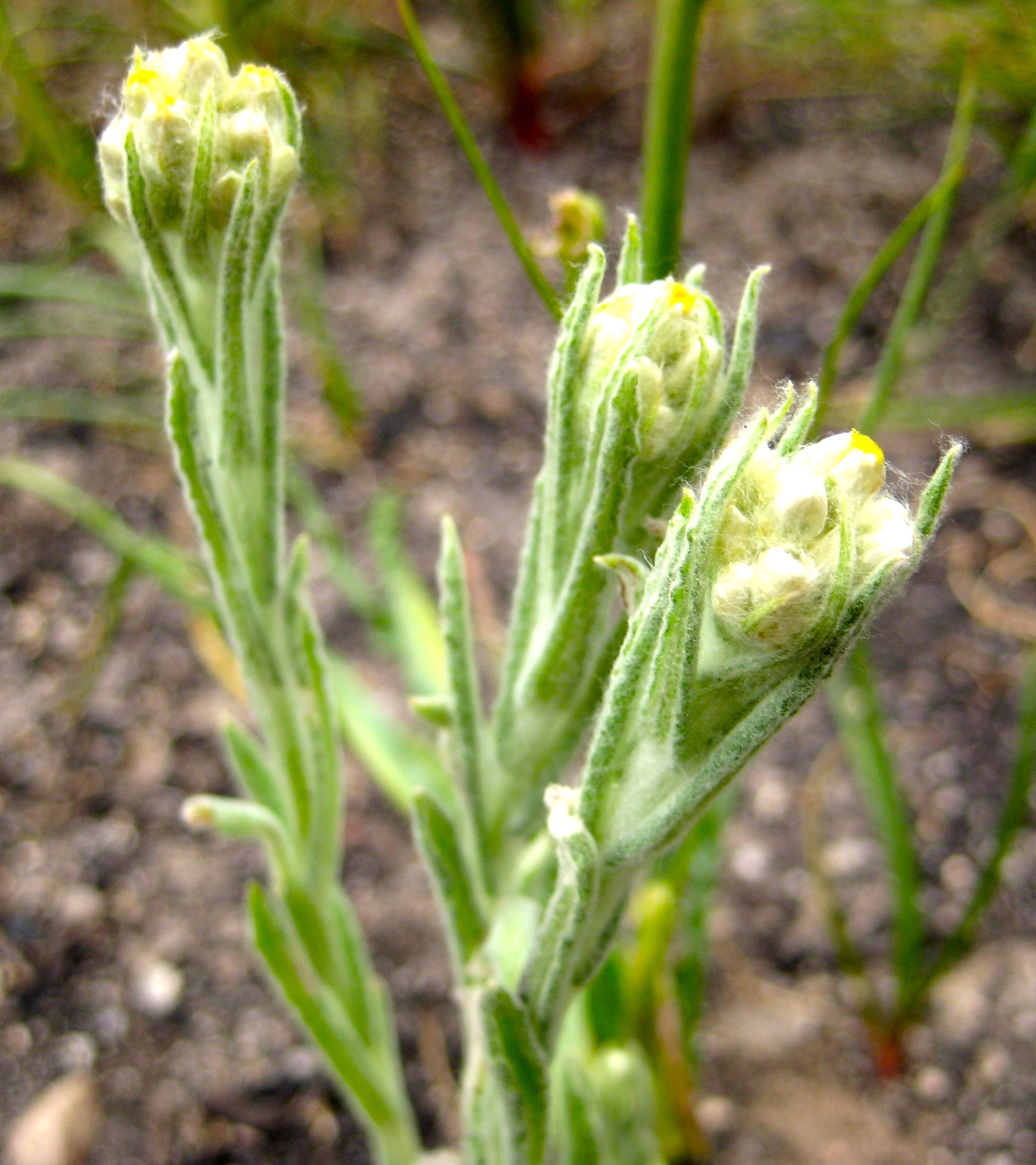 Pseudognaphalium stramineum (Cottonbatting plant), native California herb