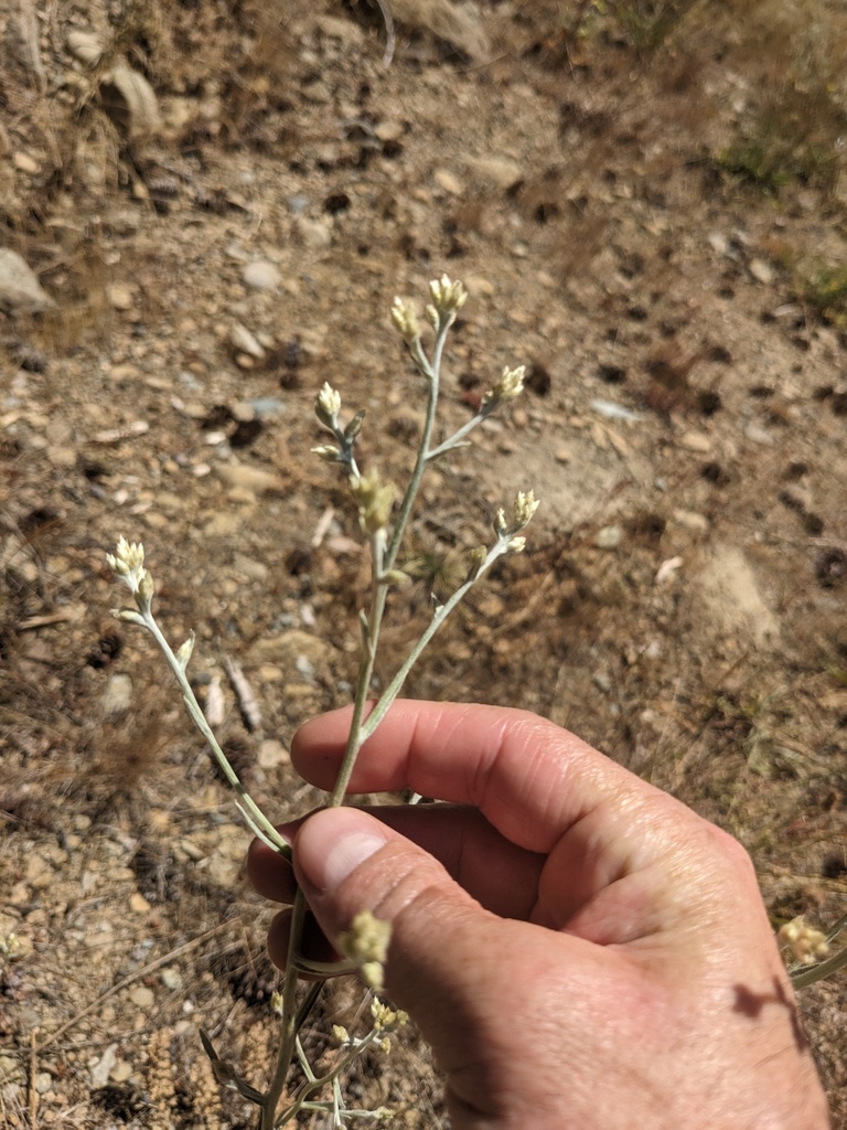 Pseudognaphalium microcephalum (Wright's cudweed), native California perennial