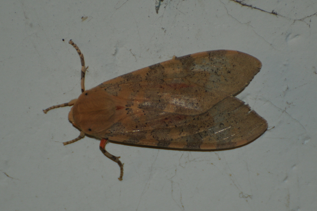 Pseudohemihyalea edwardsii (Edwards' Glassy-wing Moth), California species