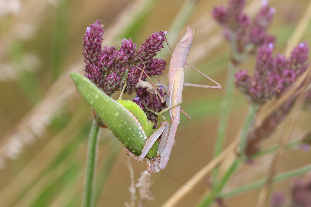 Pseudomantis albofimbriata (False Garden Mantis), California species