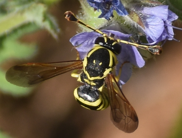 Pseudomasaris edwardsii, California species