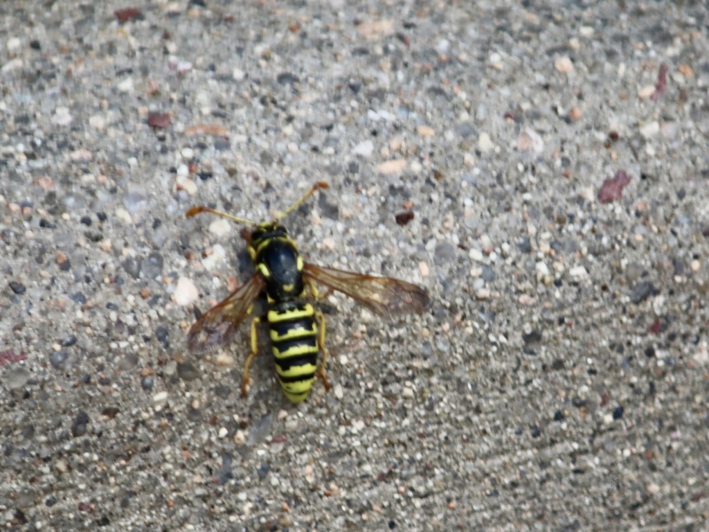 Pseudomasaris vespoides, California species