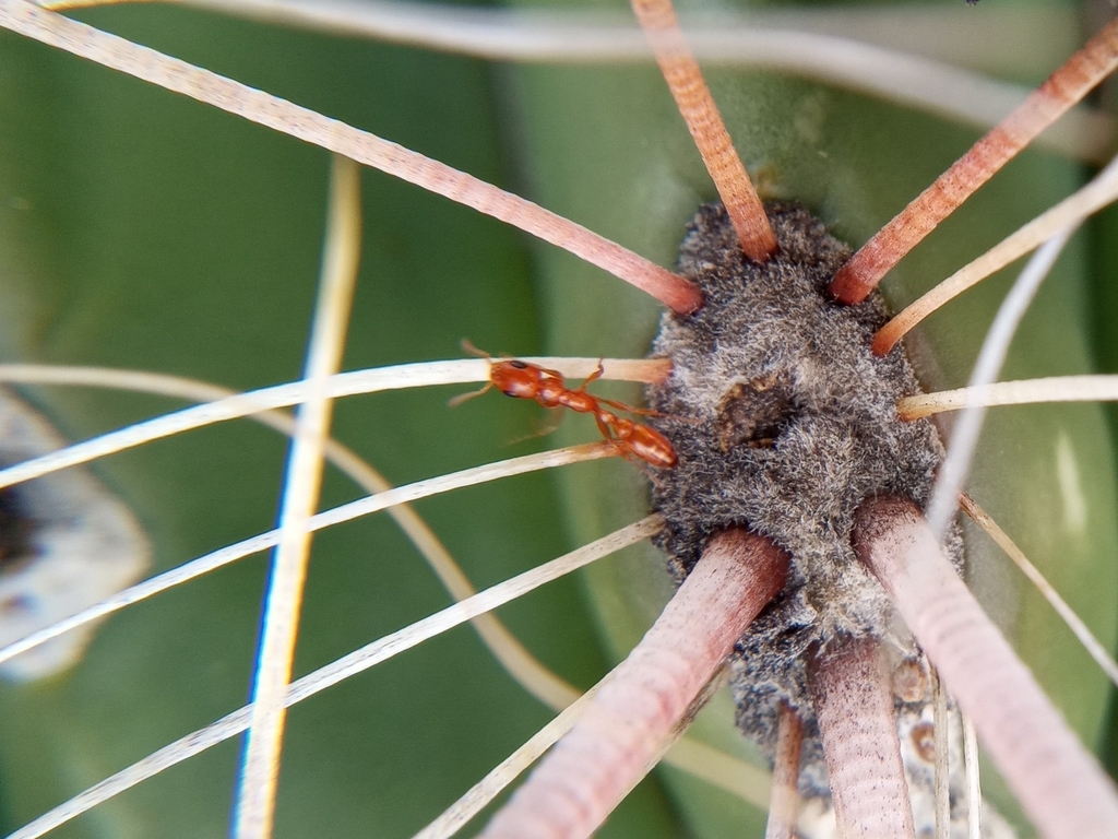 Pseudomyrmex apache (Apache Twig Ant), California species