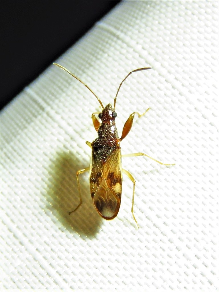 Pseudopamera nitidula, California species