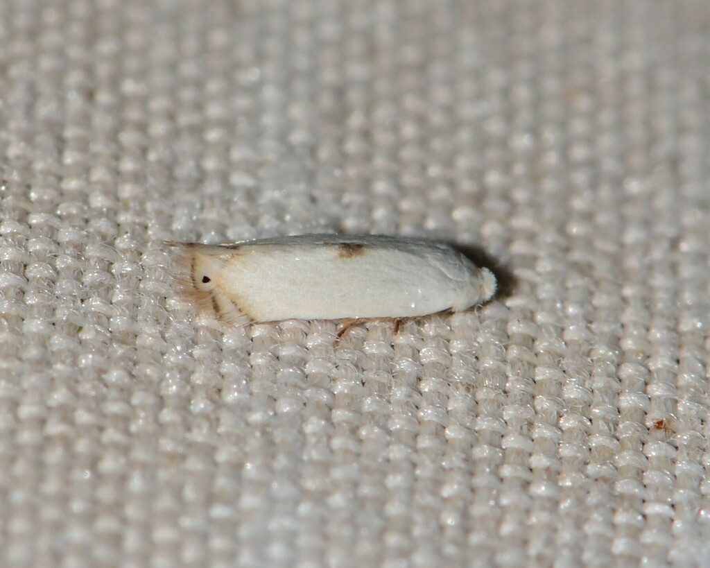 Pseudopostega albogaleriella (White-barred Pseudopostega), California species