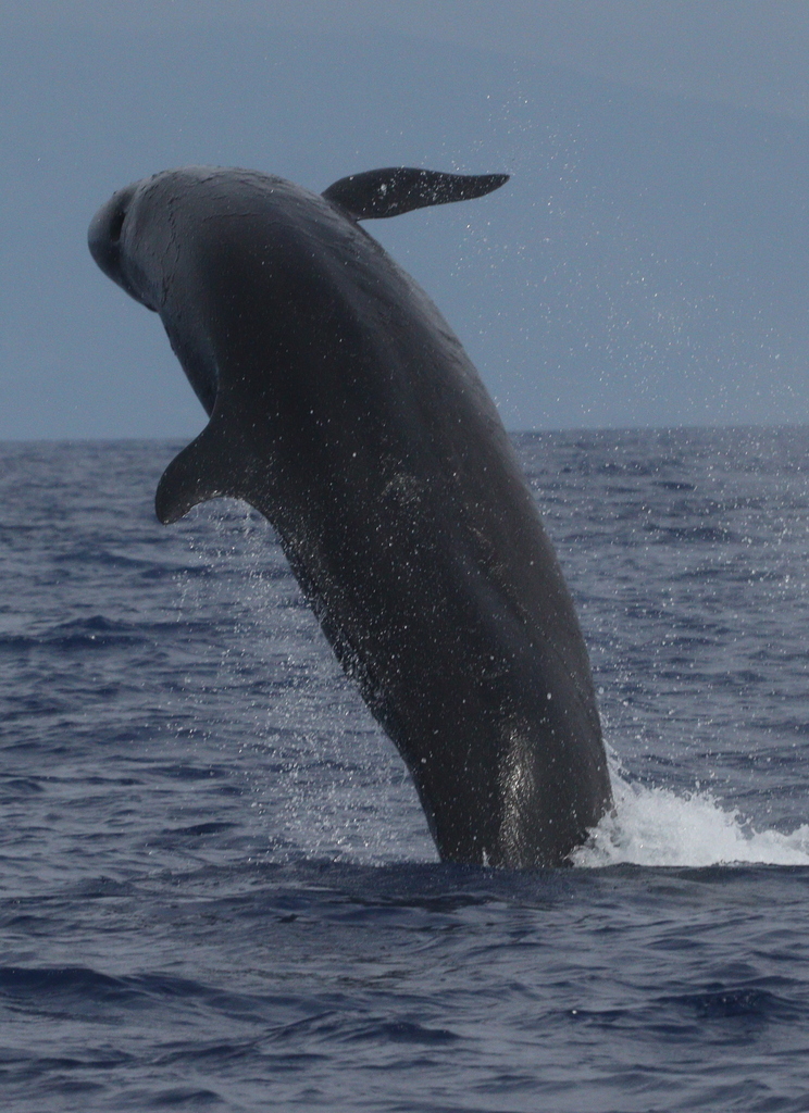 Pseudorca crassidens (False Killer Whale), California species