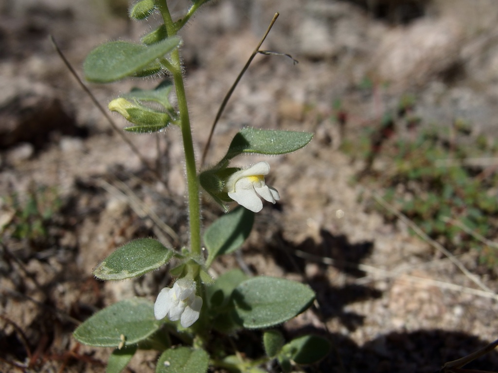 Pseudorontium cyathiferum (Deep canyon snapdragon), native California herb