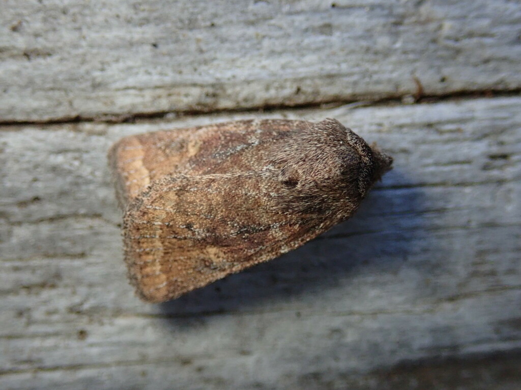 Pseudorthodes puerilis (The Puerilis Moth), California species