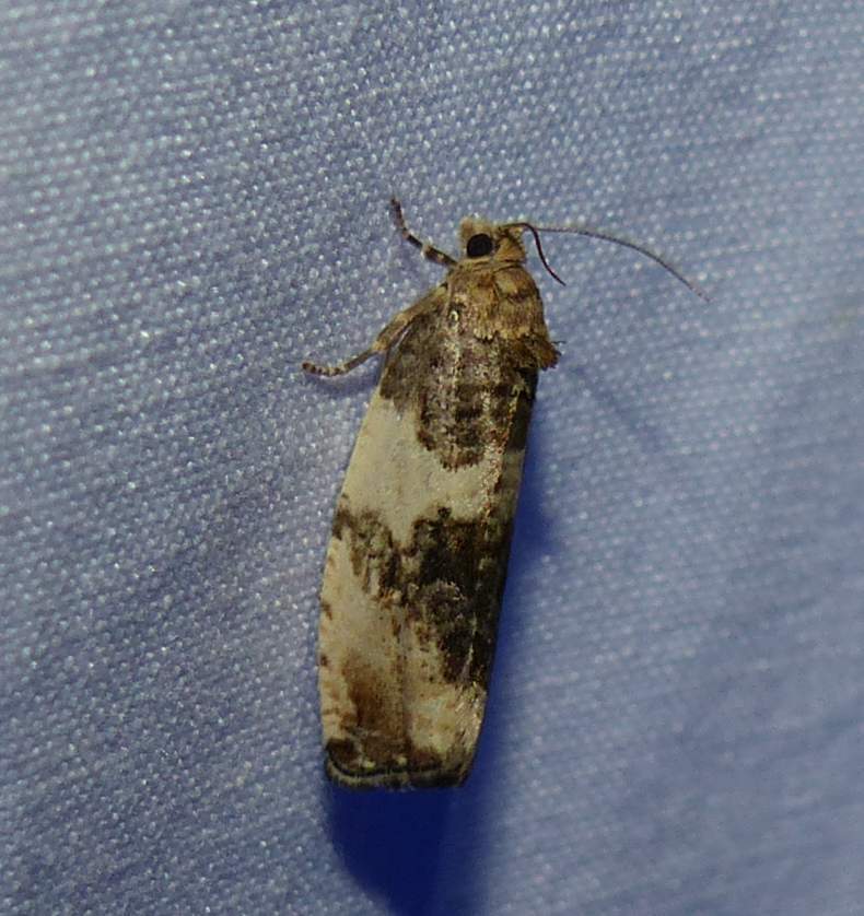 Pseudosciaphila duplex (Poplar Leafroller Moth), California species