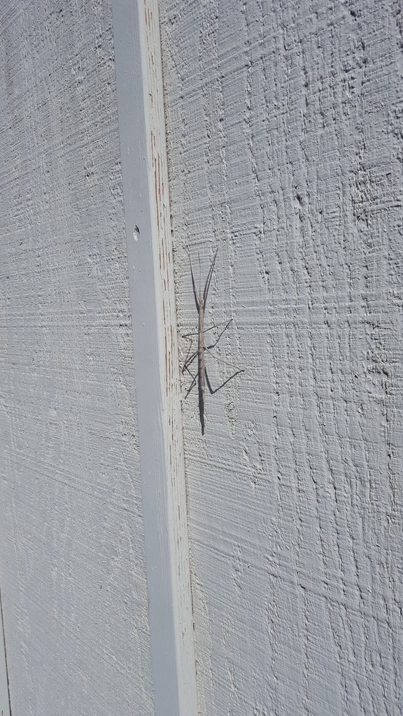 Pseudosermyle straminea (Gray Walkingstick), California species