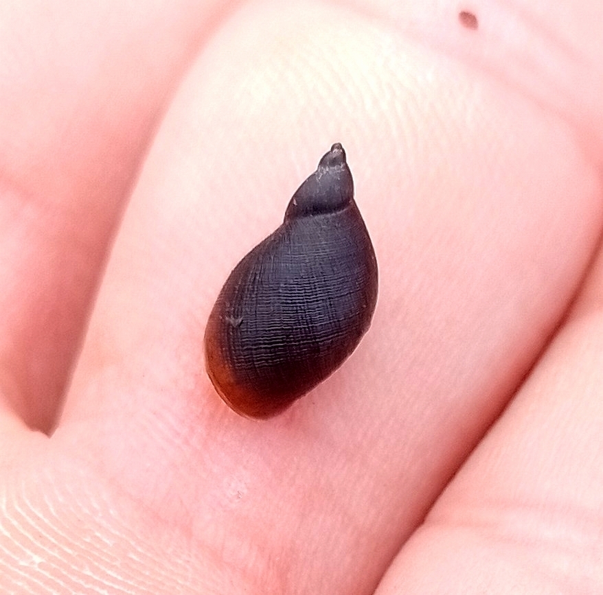 Pseudosuccinea columella (Mimic Lymnaea), California species