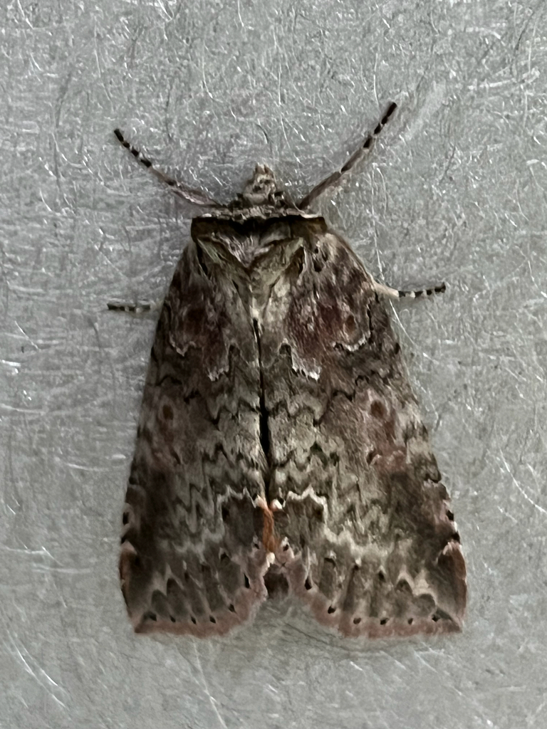 Pseudothyatira cymatophoroides (Tufted Thyatirid), California species