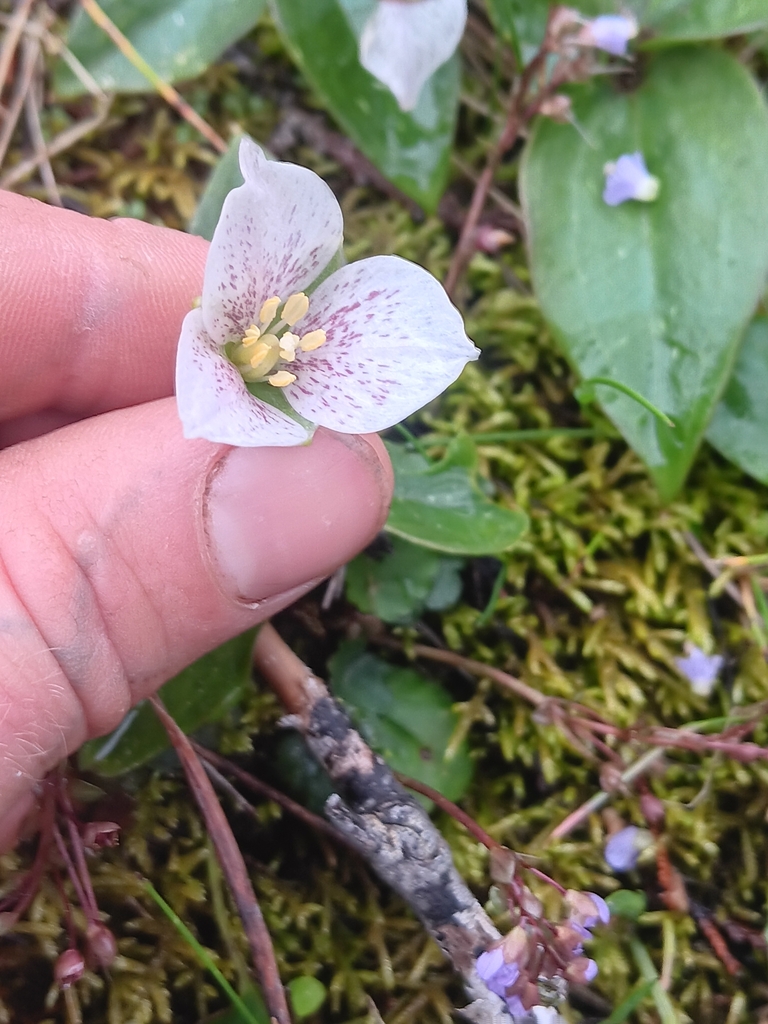 Pseudotrillium rivale (Brook wakerobin), native California herb