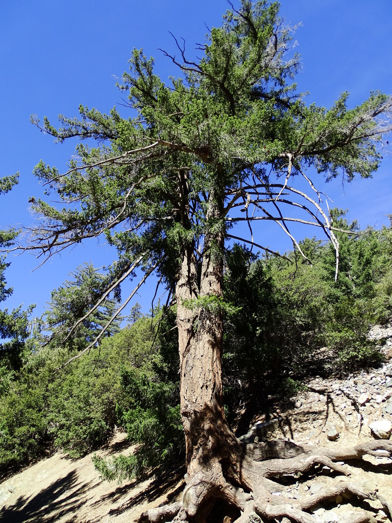 Pseudotsuga macrocarpa (Bigcone douglas-fir), native California tree
