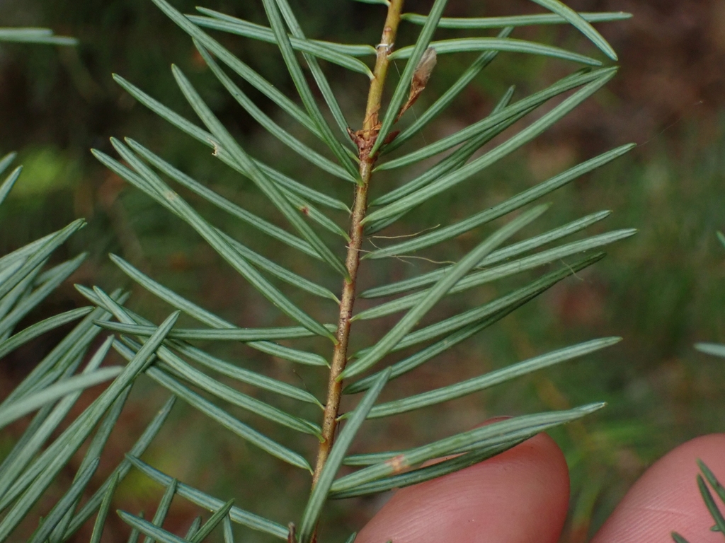 Pseudotsuga menziesii var. menziesii (Douglas-fir), native California tree