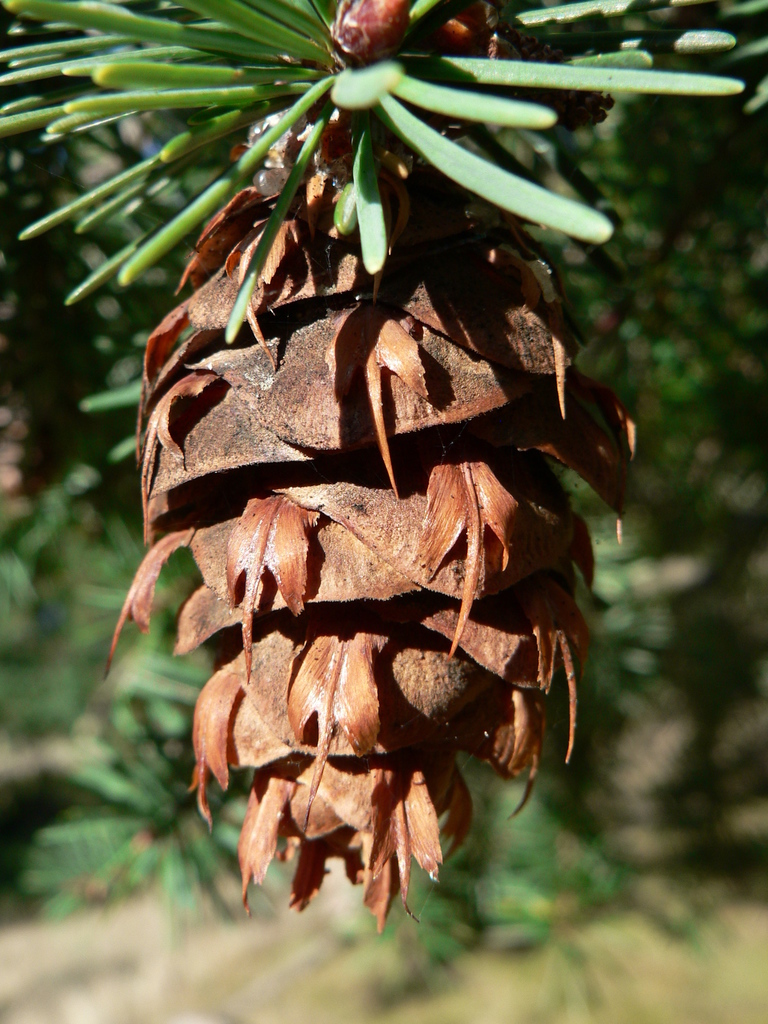 Pseudotsuga sp., native California shrub