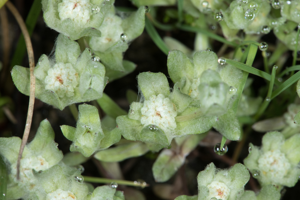 Psilocarphus brevissimus var. brevissimus (Dwarf woollyheads), native California herb