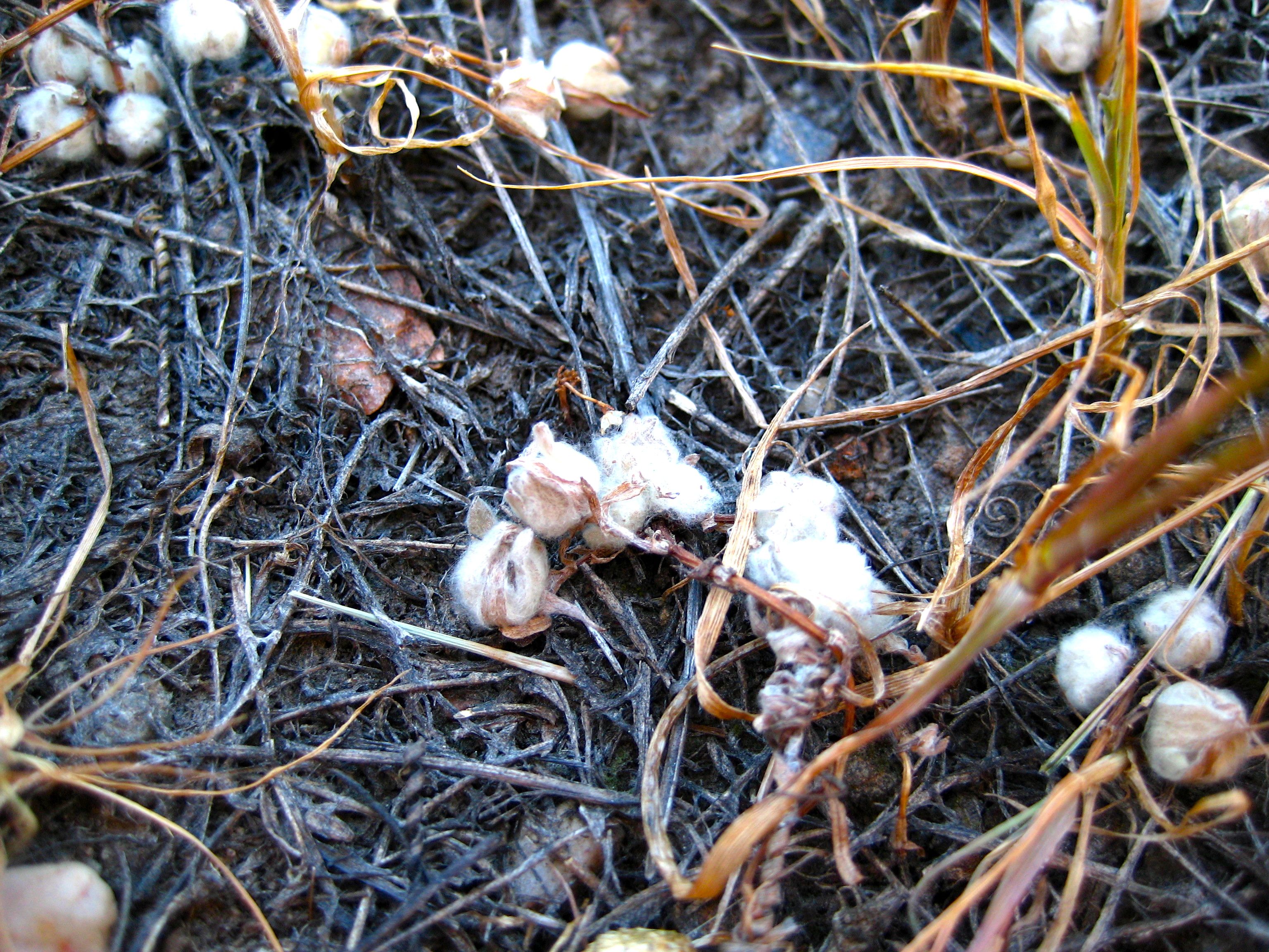 Psilocarphus brevissimus (Short woollyheads), native California herb