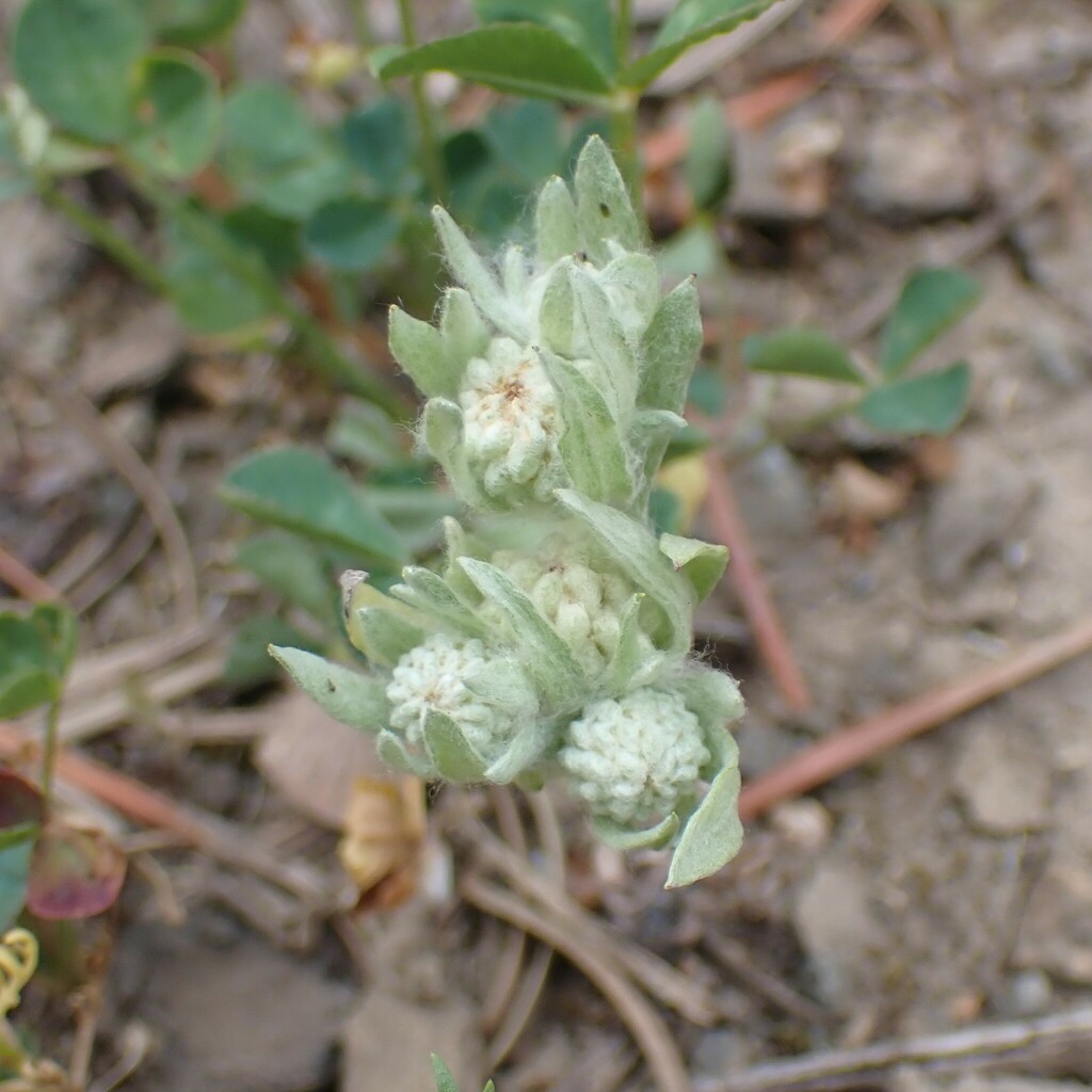 Psilocarphus oregonus (Oregon woollyheads), native California herb