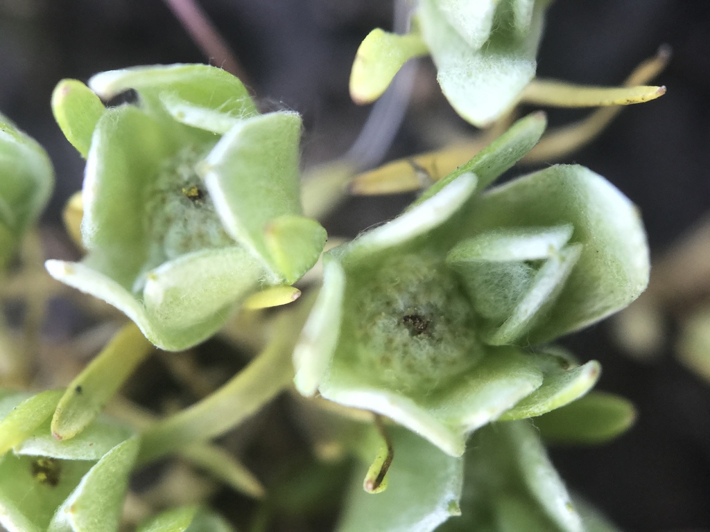 Psilocarphus tenellus (Slender woolly-marbles), native California herb