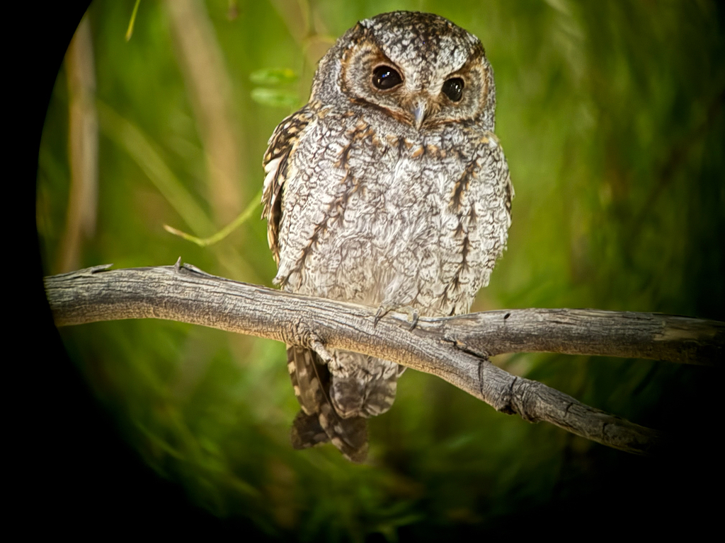 Psiloscops flammeolus (Flammulated Owl), California species
