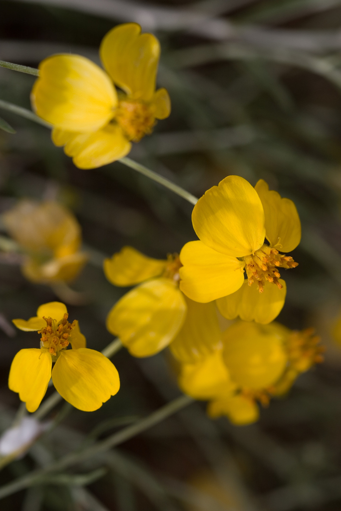 Psilostrophe cooperi (Cooper's paper daisy), native California subshrub