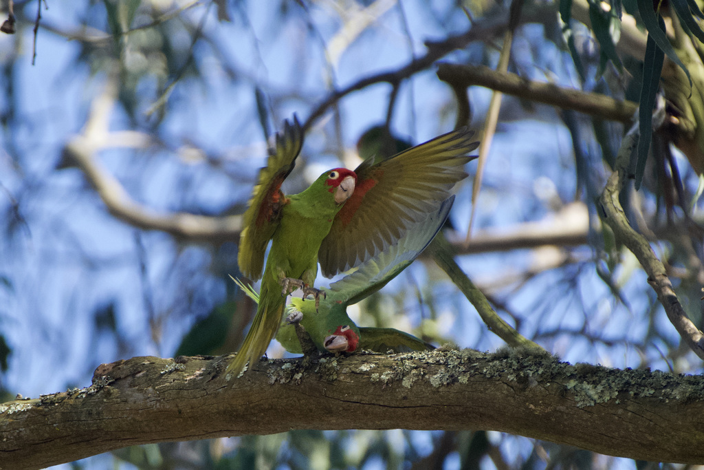 Psittacara erythrogenys (Red-masked Parakeet), California species