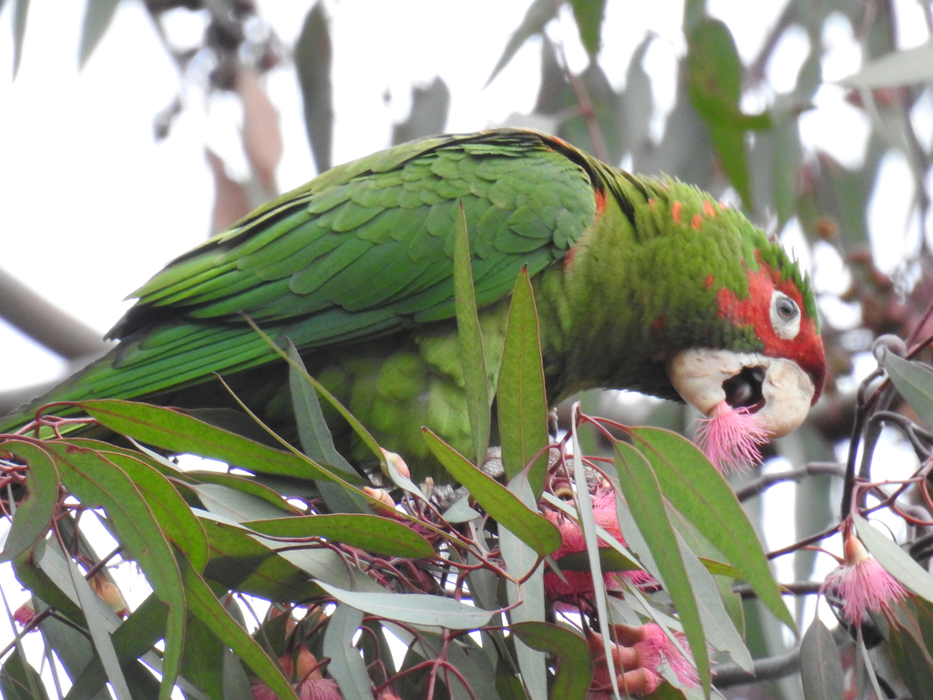 Psittacara mitratus (Mitred Parakeet), California species