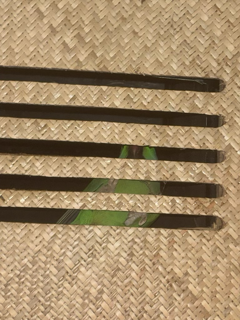 Psittacula krameri (Rose-ringed Parakeet), California species