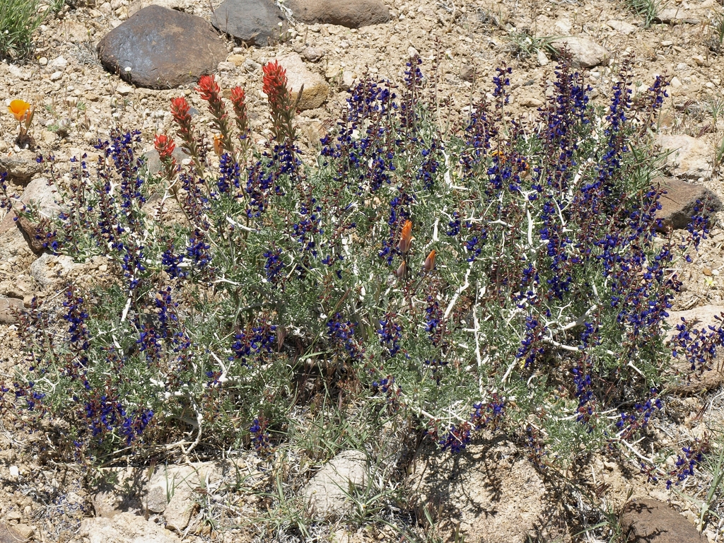 Psorothamnus arborescens (Mojave indigo-bush), native California shrub