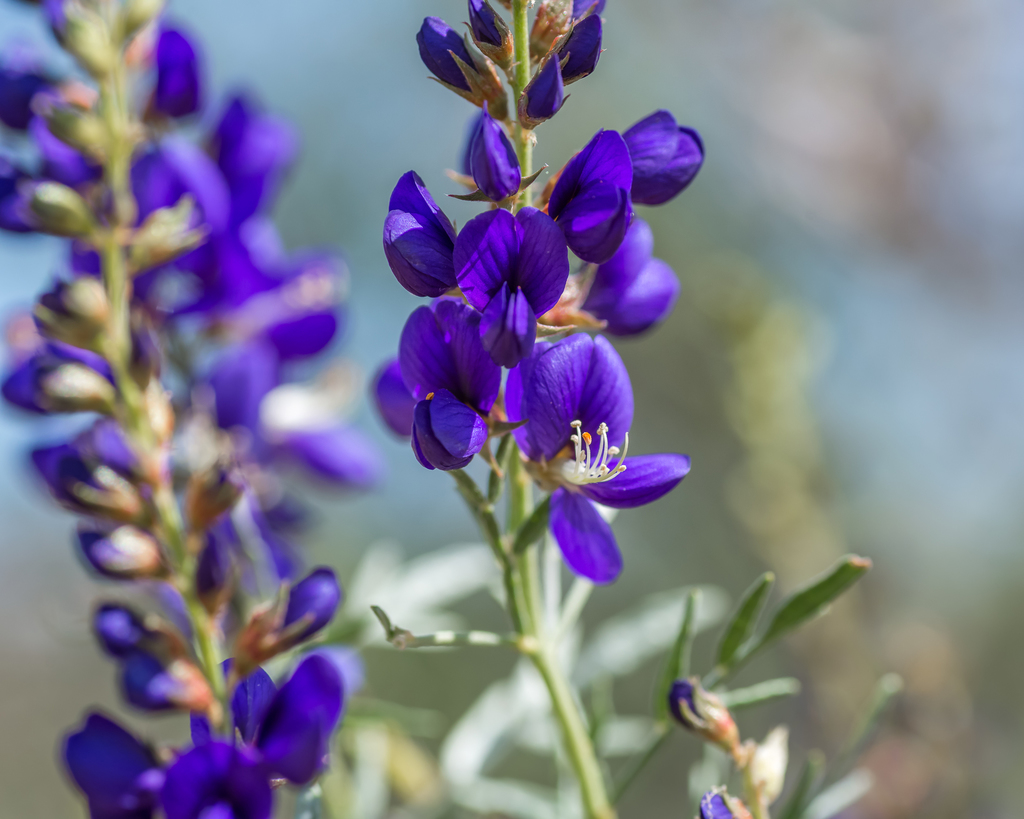 Psorothamnus fremontii (Fremont's dalea), native California shrub