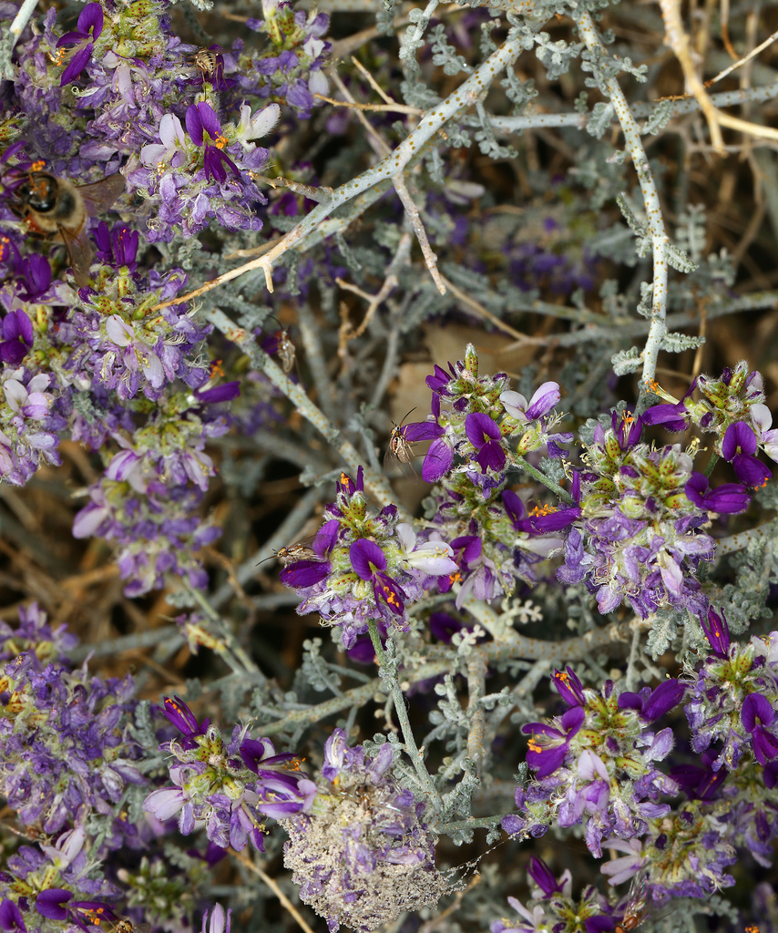 Psorothamnus polydenius (Dotted dalea), native California shrub